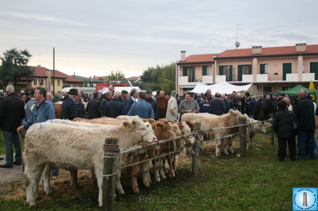 Fiera del Bestiame (11).JPG